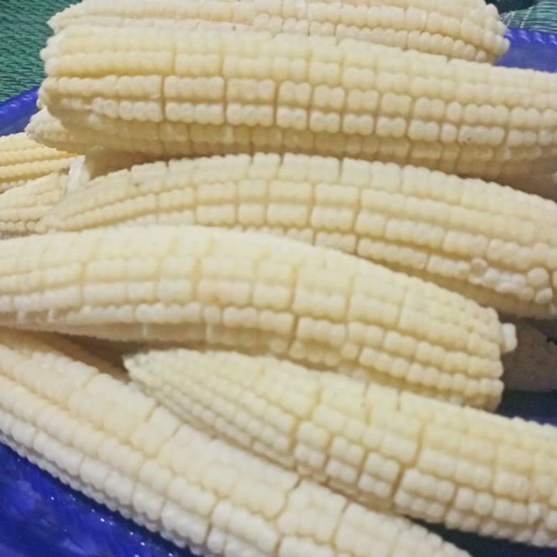 

janten / jagung putren muda fresh 500g,,,