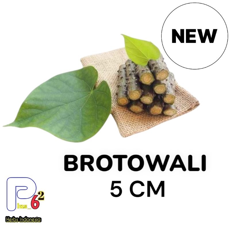 Brotowali/Batrawali/Sapih Asi Segar Original