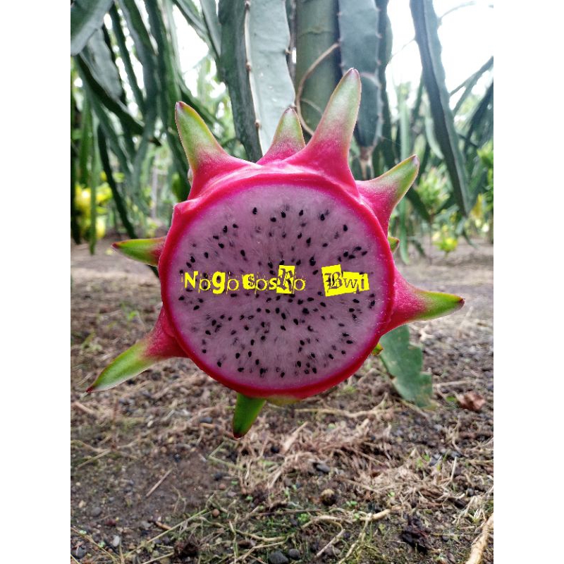 

buah naga Pink delight(per 1 buah)