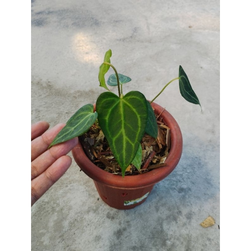 Tanaman hias Anthurium king clarinervium