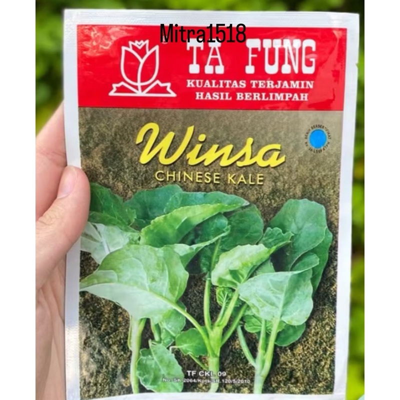 Benih Kailan Chinese Kale Winsa Sharp Leaf 20gr (5.650 Biji) Bibit Kailan Winsa Benih Kailan Ta Fung