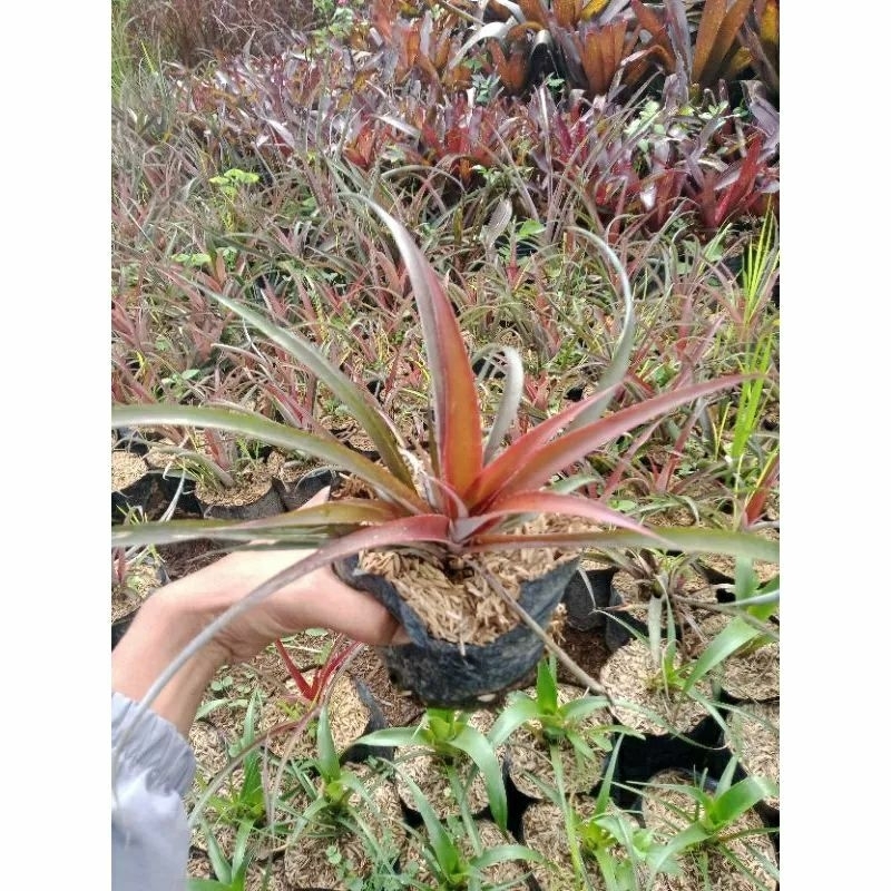 ( TERMURAH ) TANAMAN HIAS BROMELIA NANAS MERAH / TANAMAN BROMELIA NANAS NANASAN MERAH