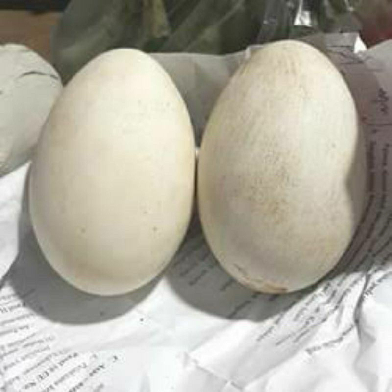 

TELUR ANGSA BUSUK NONFERTIL GAGALNETAS(SESUAI KEBUTUHAN)