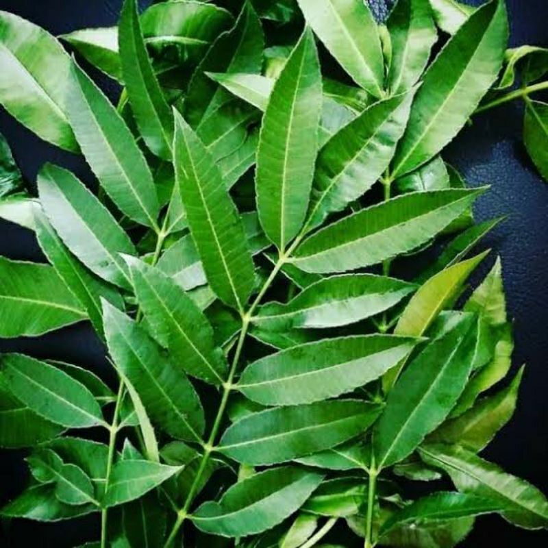 

daun kedongdong fresh segar pertangkai