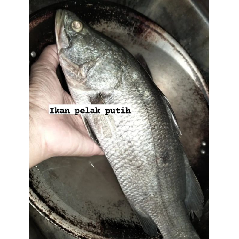 

ikan kakap putih baramudi fresh segar