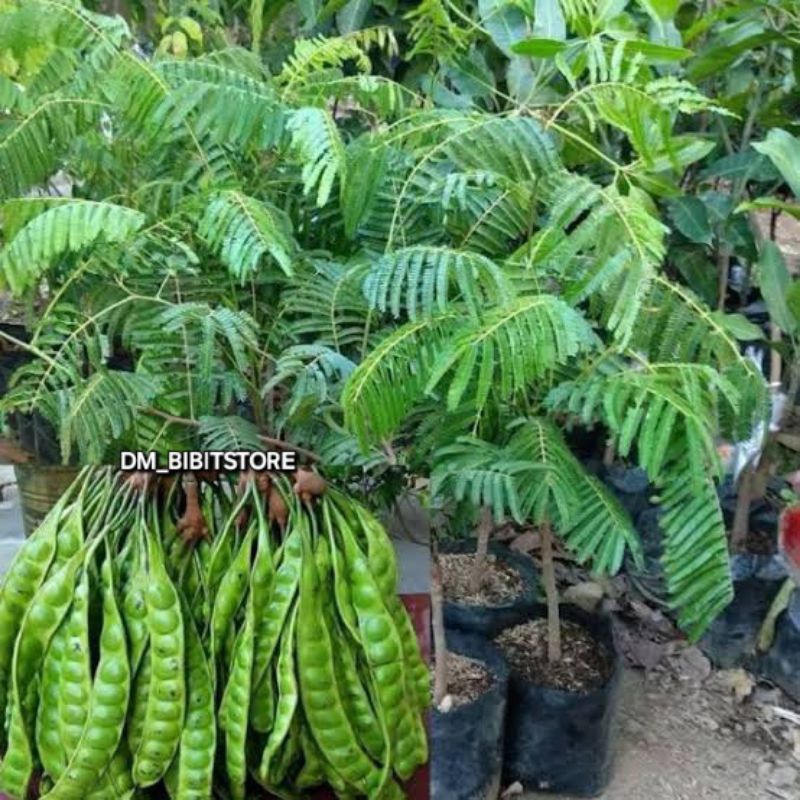 Bibit Pete Hibrida Unggul Cepat Berbuah | Bibit Petai Hibrida Genjah
