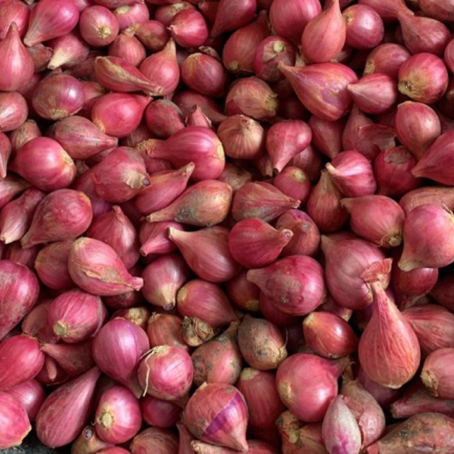 

Bawang Merah Lokal Kualitas Super Asli Petani Lokal