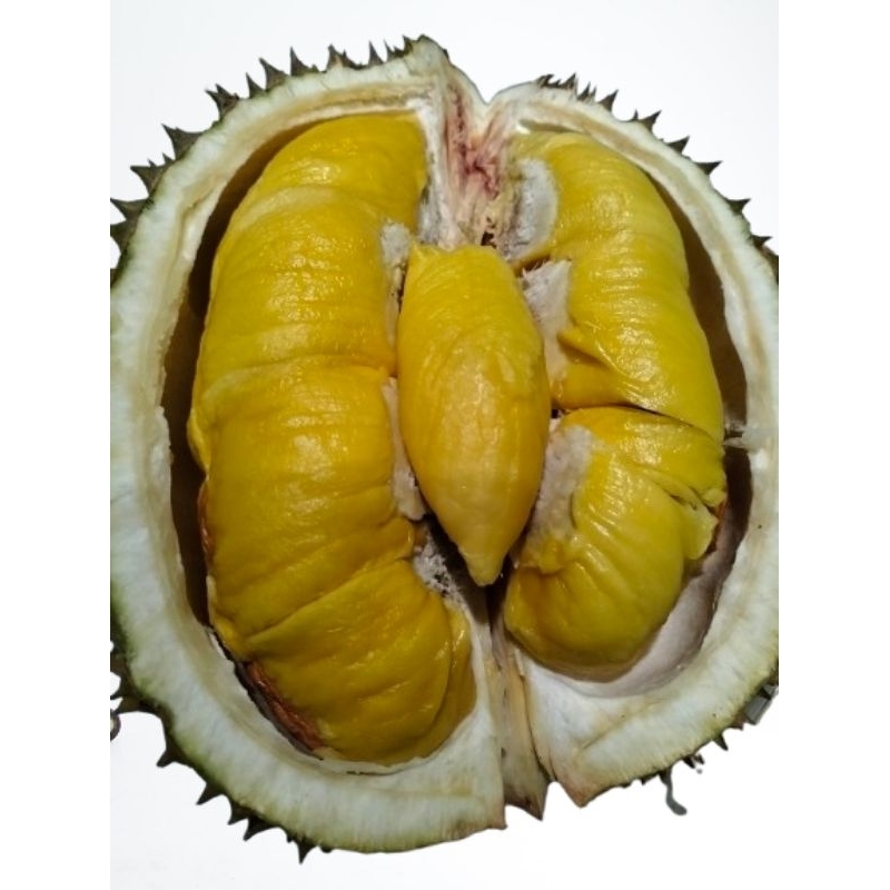 

Durian fres Musang king matang pohon asli pekalongan