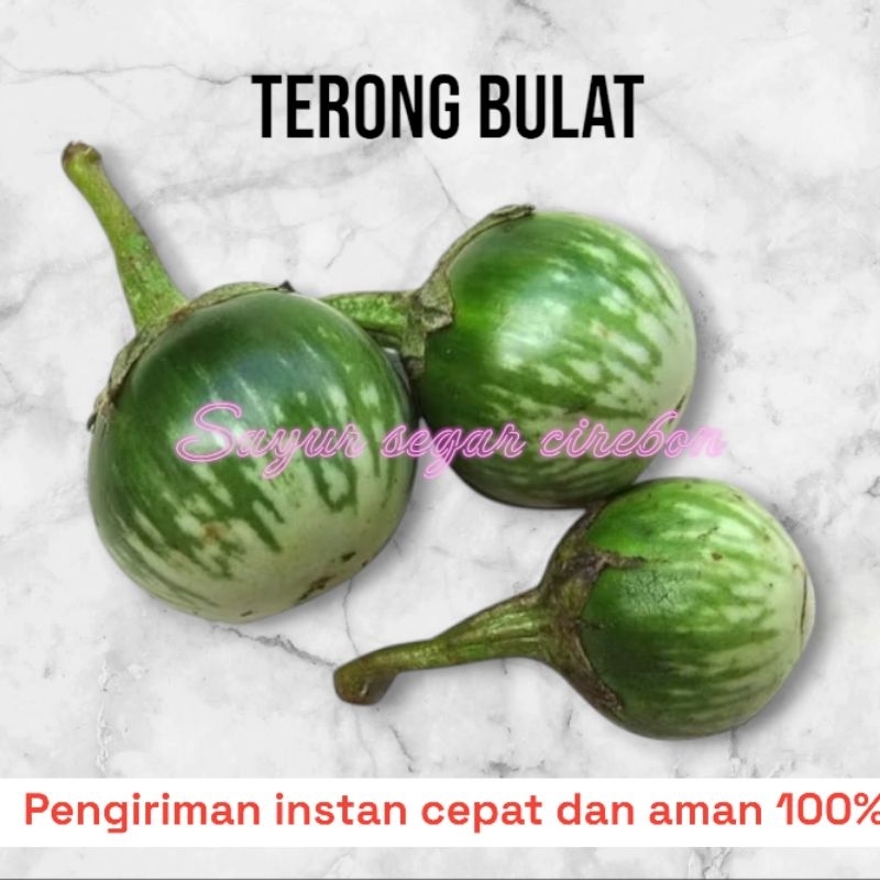

TERONG BULAT / Sayur Segar Cirebon