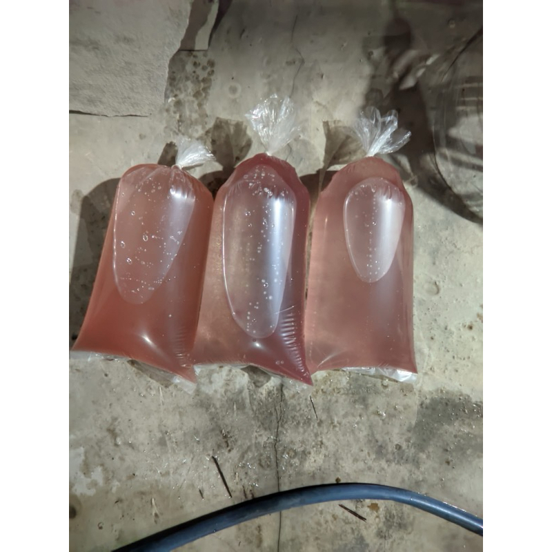 Kutir Kutu Air Pakan Makan Ikan Cupang