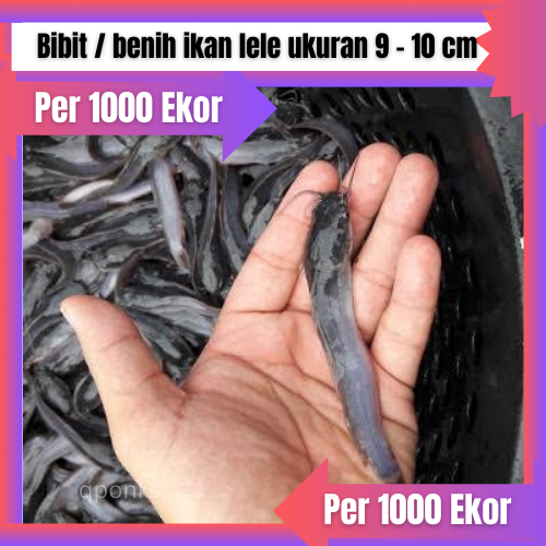 Bibit / benih ikan lele ukuran 9 - 10 cm per 1000 ekor