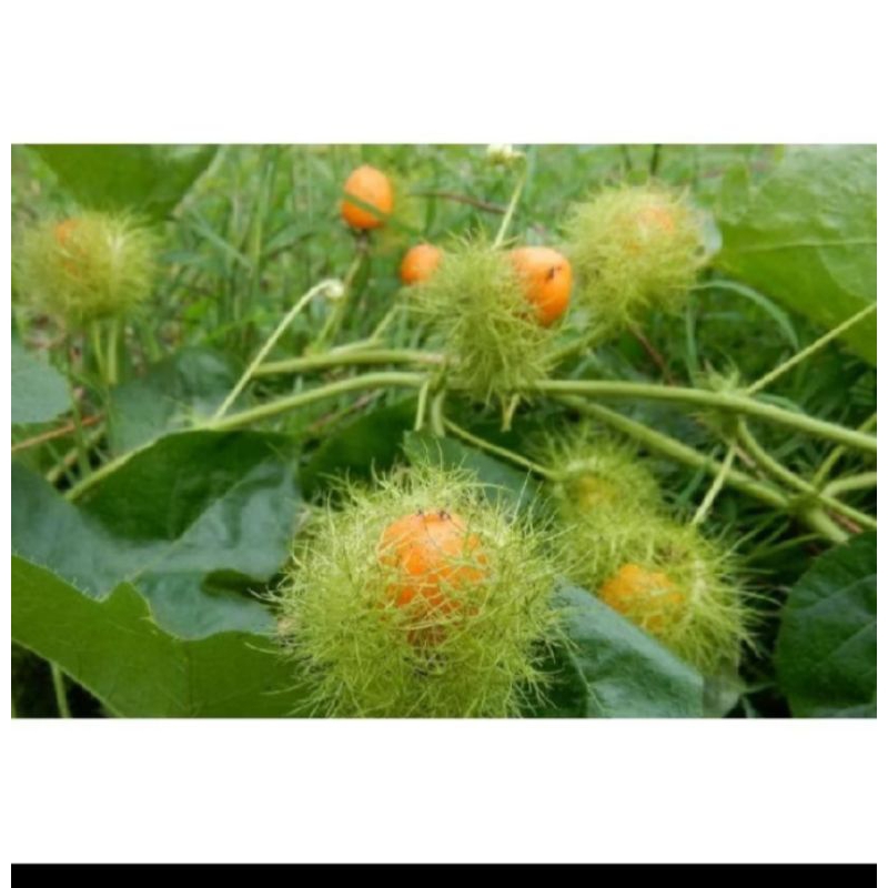 

Buah rambusa ciplukan kurung 100 buah