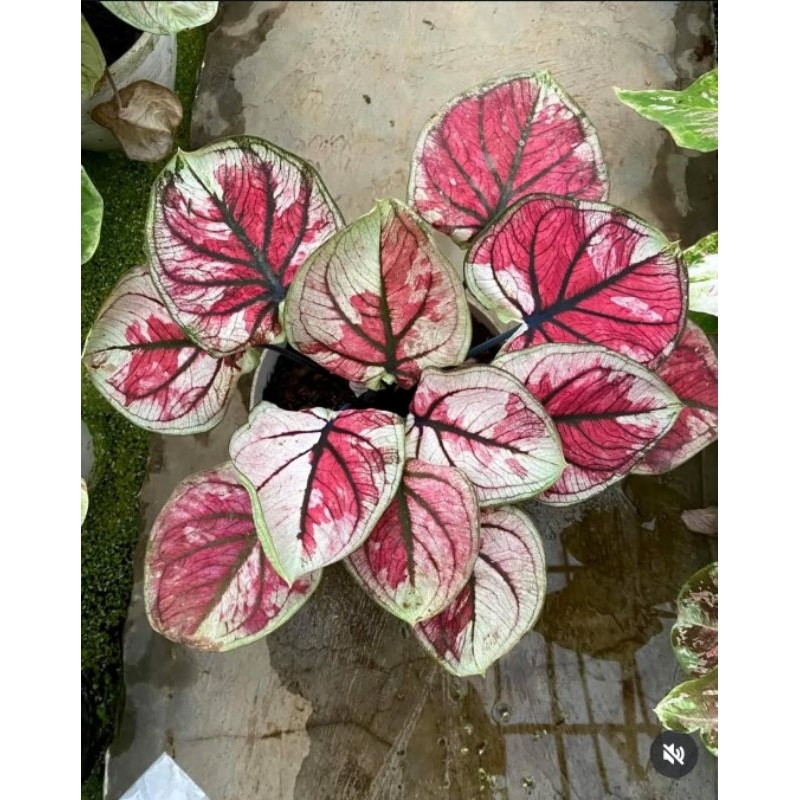 Tanaman Hias Caladium Hybrid - keladi cantik hybrid thai seriess