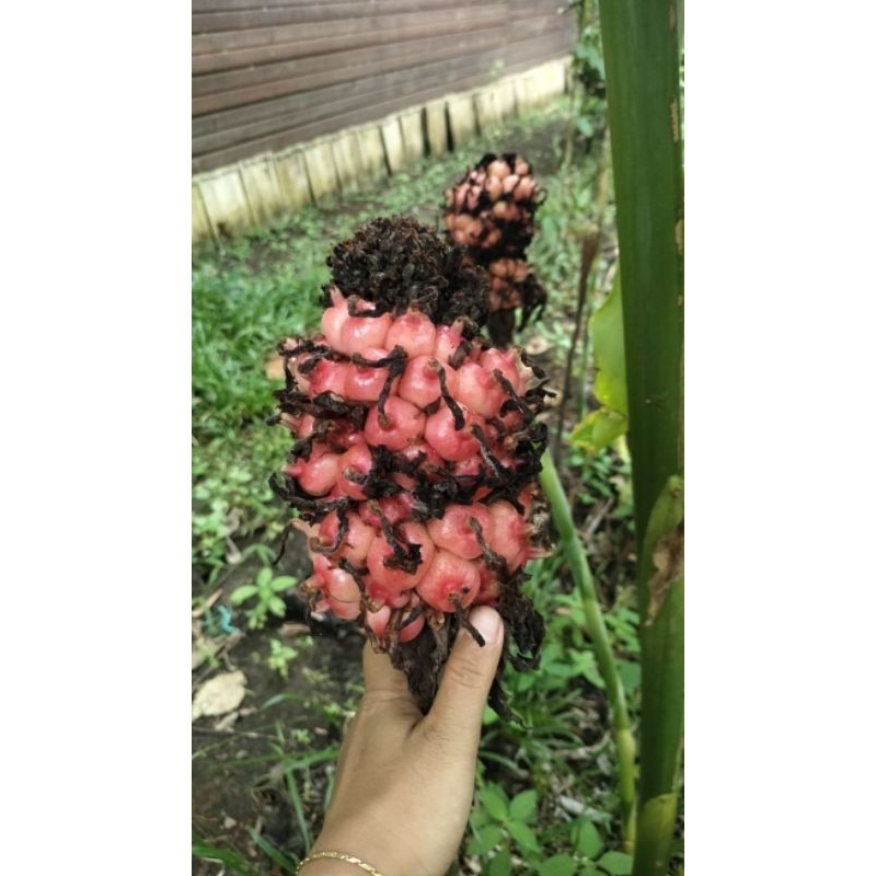 

honje merah segar