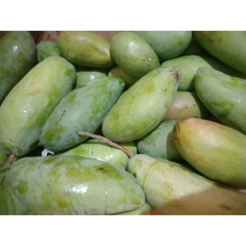 

mangga kiojay 5kg up isi 6-7 buah