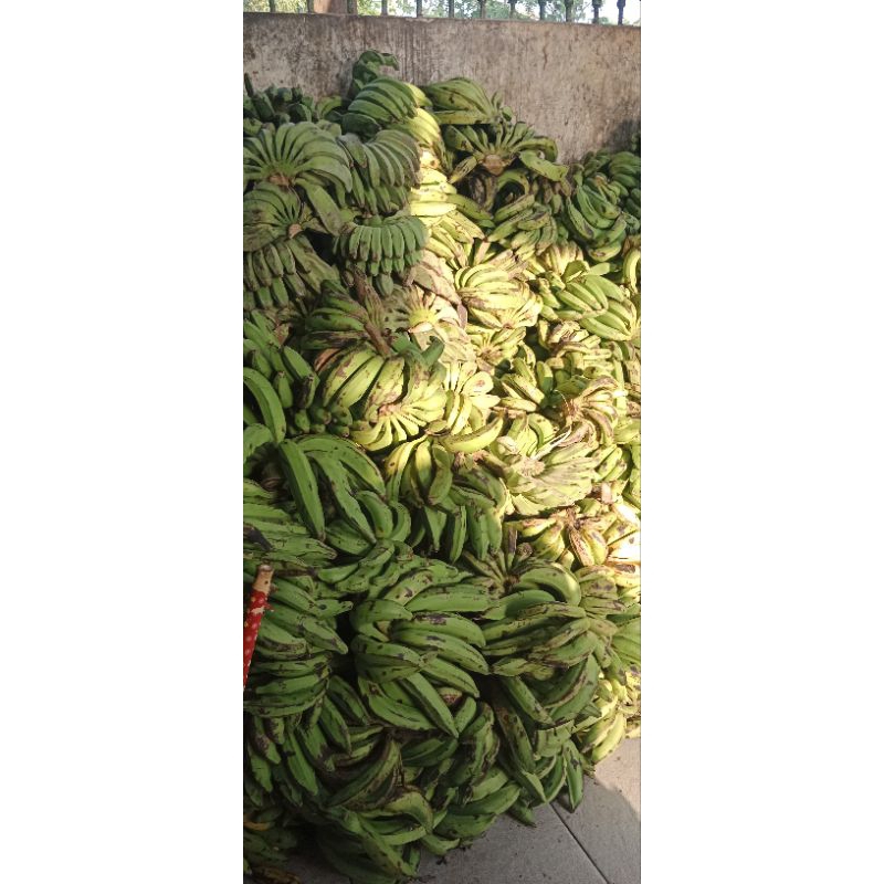 

Pisang Raja satu tundun