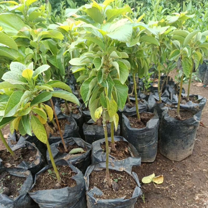 bibit alpukat mentega, alpukat mentega