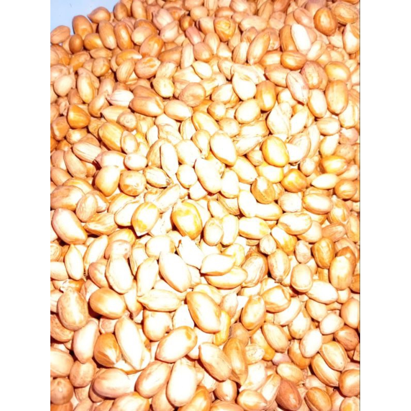 

Kacang tanah