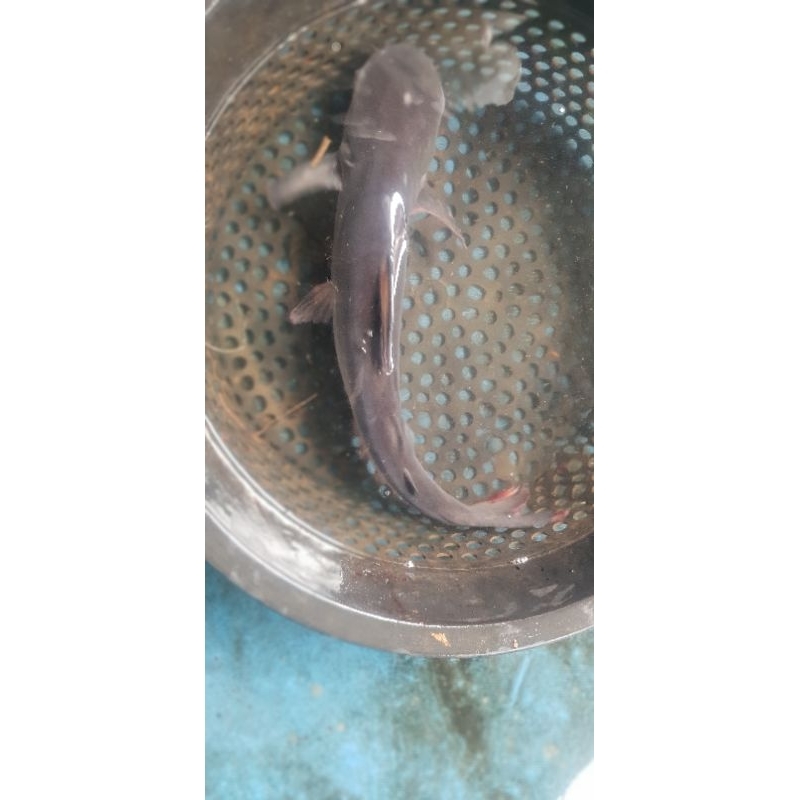 

Ikan Patin Segar 1 kg