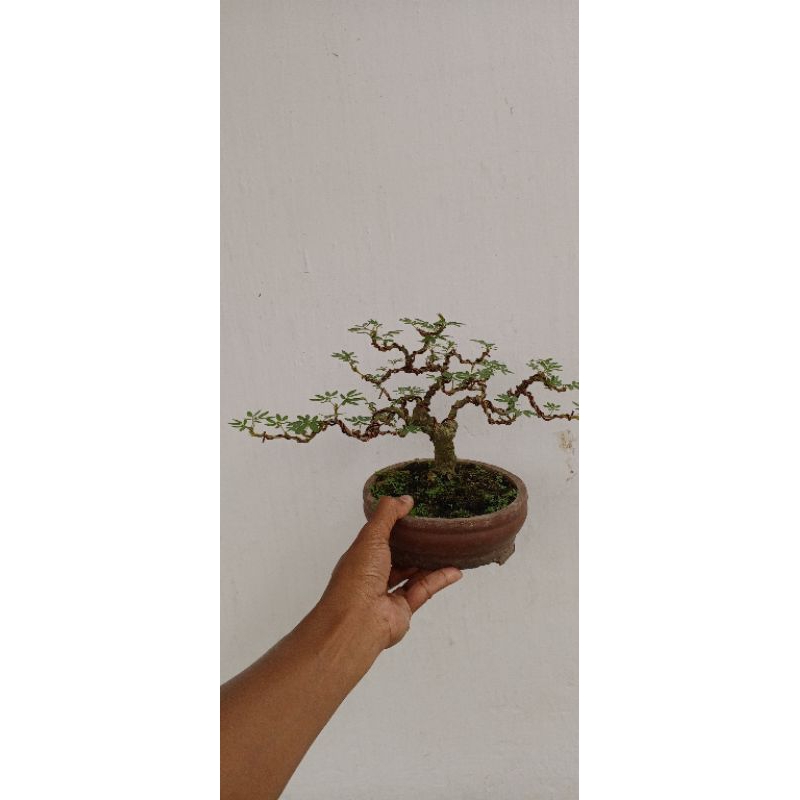 pohon Kaliandra surinamensis bogel bahan mame bonsai,
