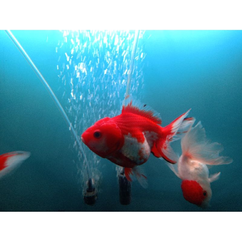 ikan mas koki Oranda lion head short body big size 12-14 cm