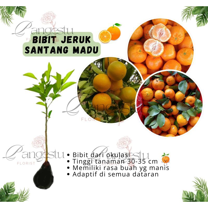 

Bibit Buah Jeruk Santang Madu Okulasi (cepat berbuah)