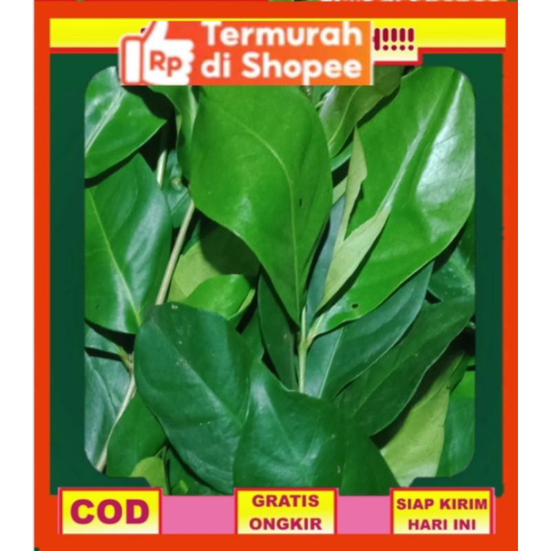 

DAUN SALAM SEGAR HARGA PER IKAT/PACS