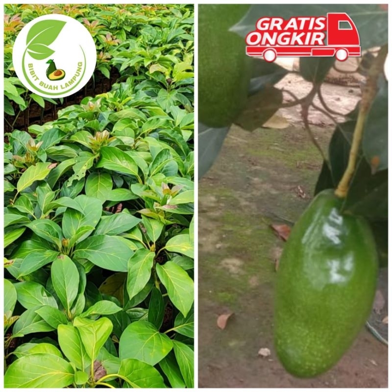Bibit Alpukat Kelud