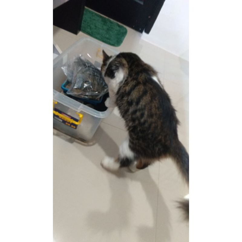 Paket pembelian perlengkapan kucing Garwin.
