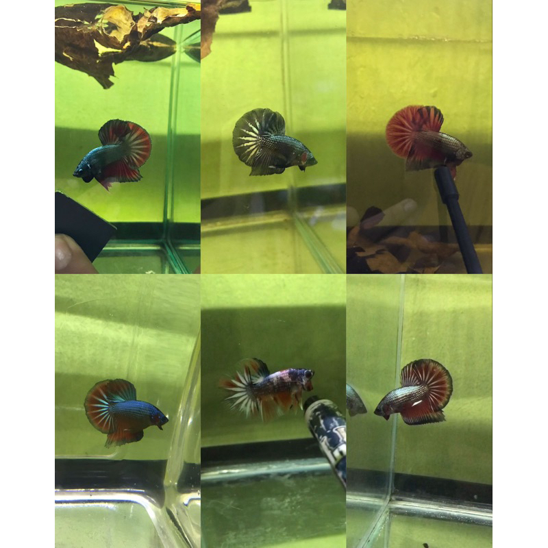 HMPK baby besgel / Dragon / kombi