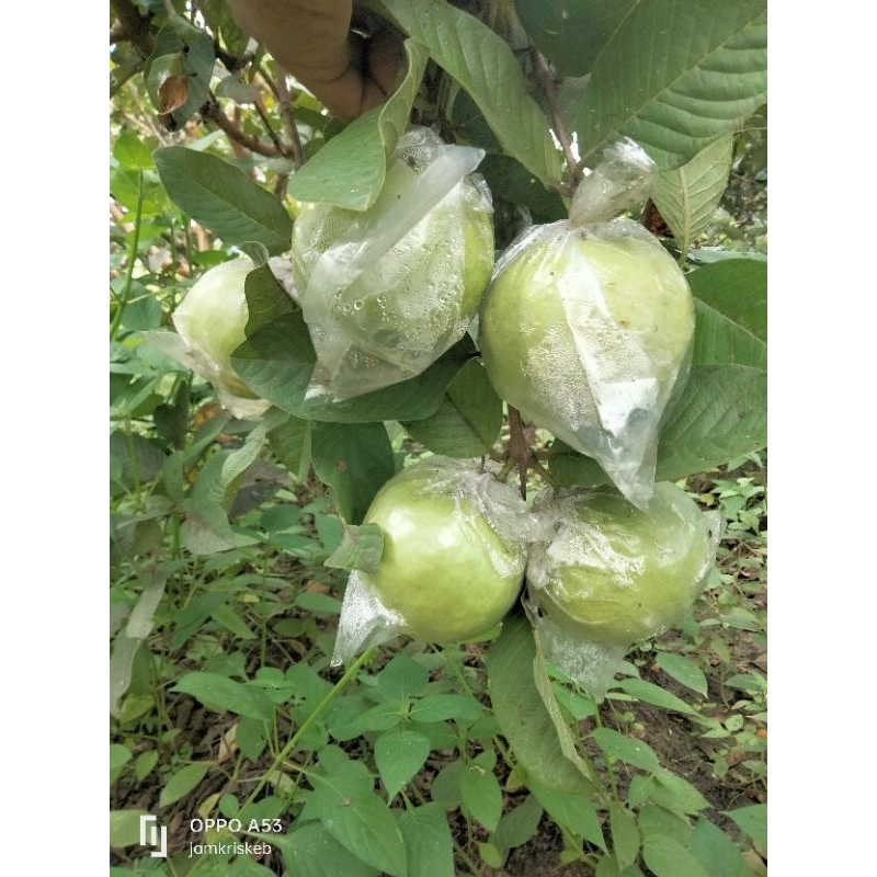 

jambu kristal asli kebumen 1kg