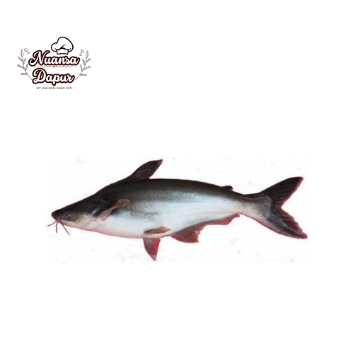

Ikan Patin Fresh 1 kg