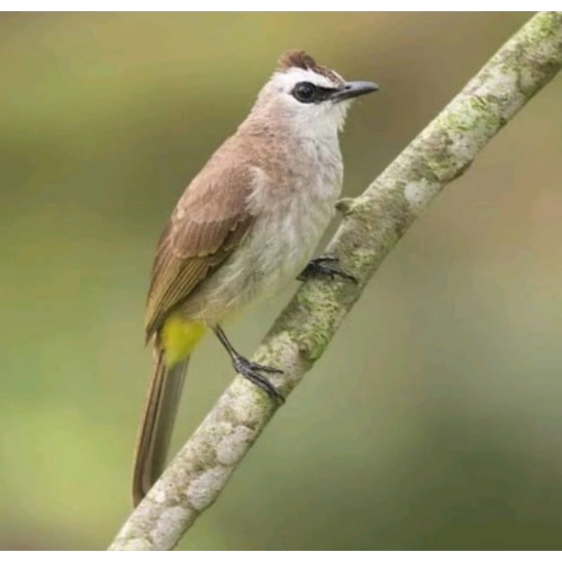 Burung Trucuk Lokal Jawa Timur