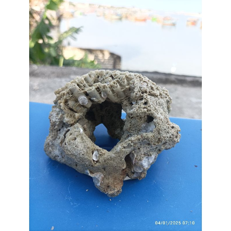 Batu karang goa batu karang super asli batu karang laut size 15cm-20cm dekorasi aquarium batu karang