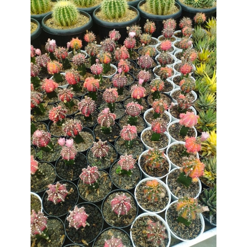 Taiwan clone grafting