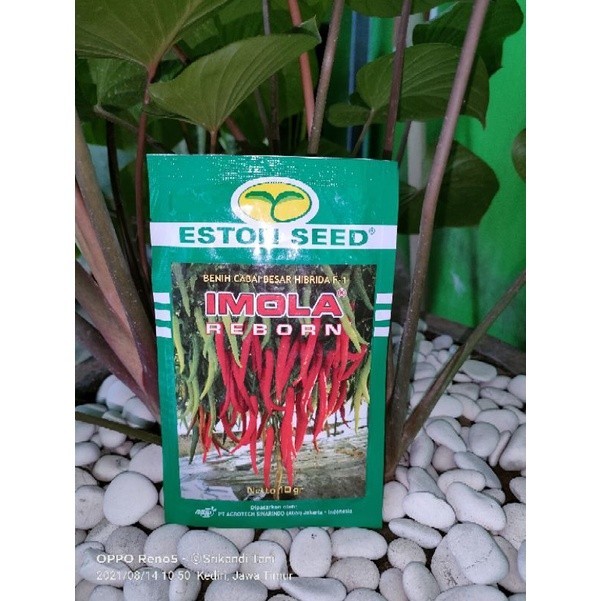 Cabe Imola Reborn 10gr Original Pabrik Eston Seed