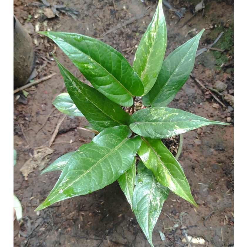 Anthurium Black Beauty Variegata Rumpun Kode D - Tanaman Hias Anthurium Black Beauty Varigata - Anth