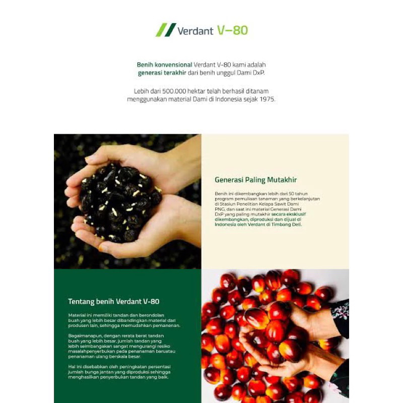 Kecambah sawit verdant  original