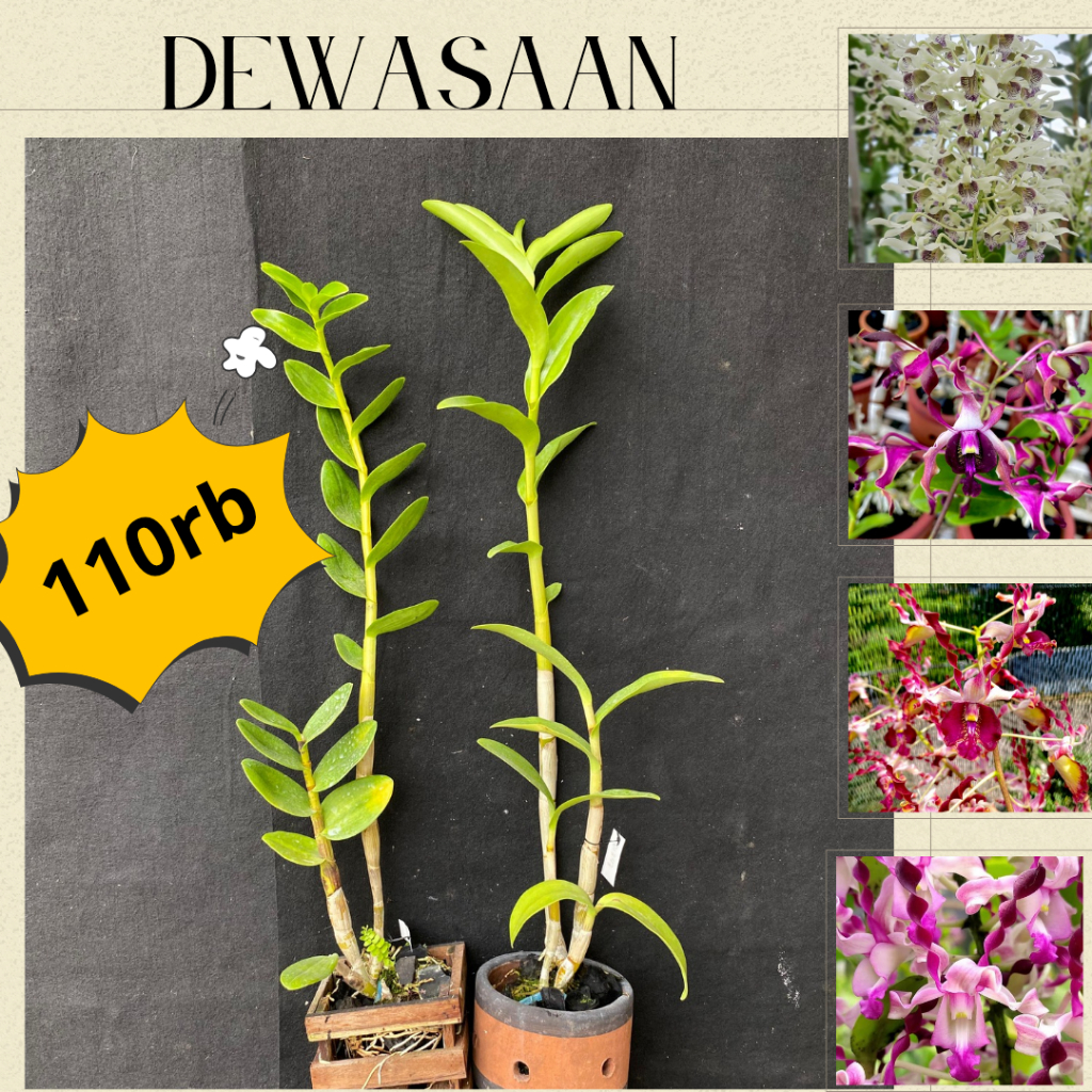 Dendrobium kritingan melintir Dewasaan - ID Mix