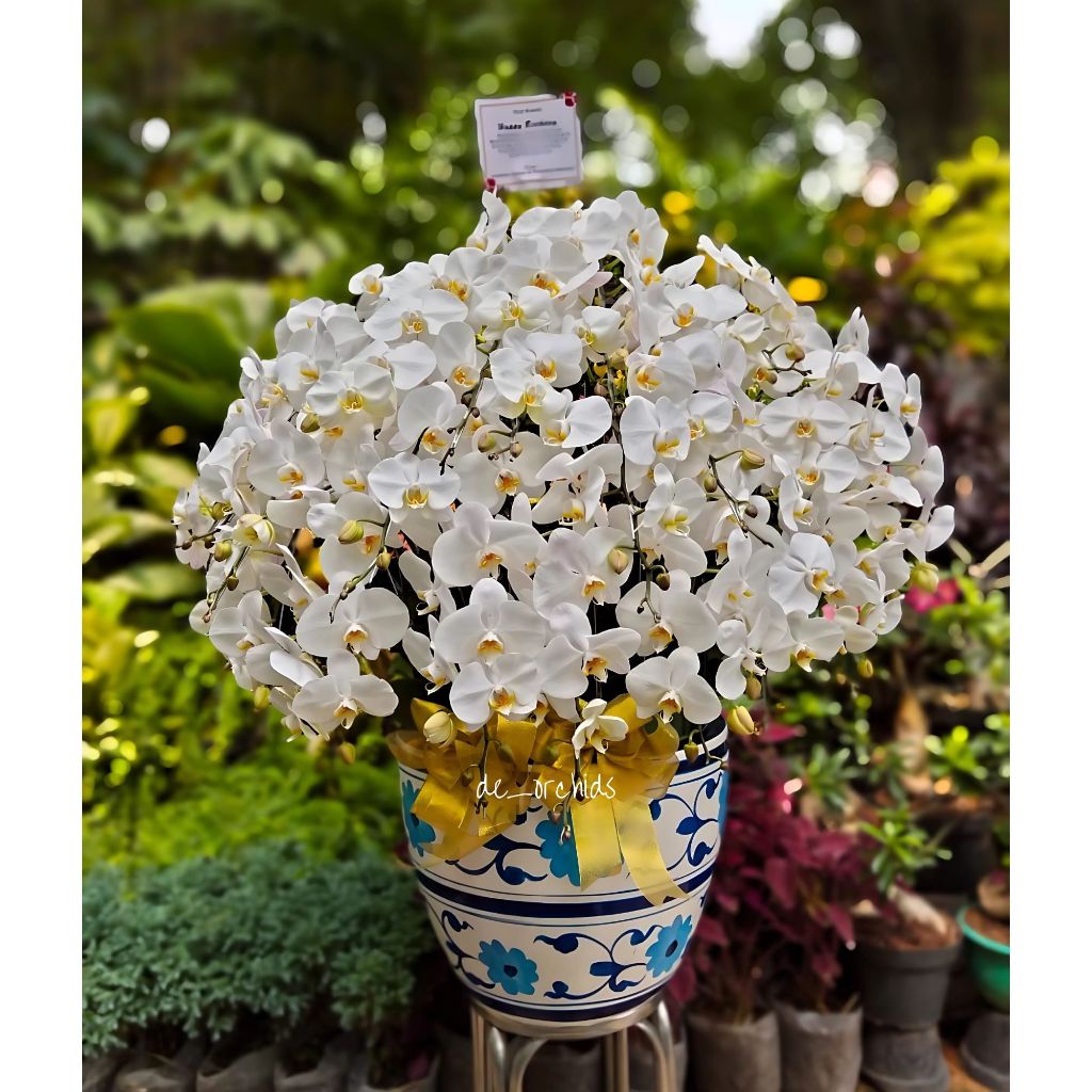 Anggrek bulan Dewasa Warna Putih rangkaian 25 pohon Pot Keramik