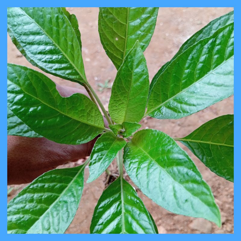 

Daun Reundeu / Rende Segar Lalapan Mentah Herbal