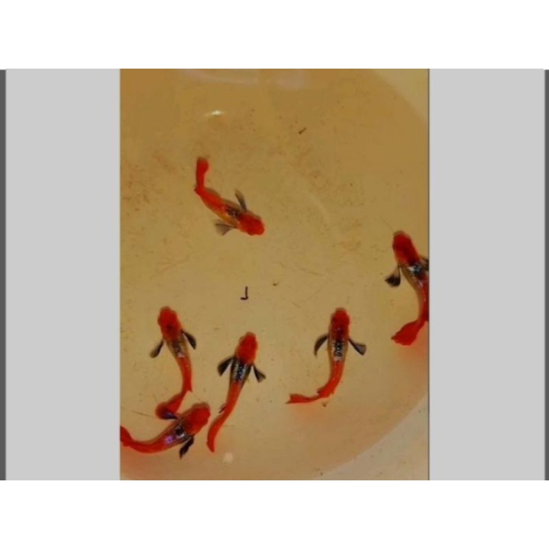 

stiker prtde koi 1 pasang Rp . 50.000