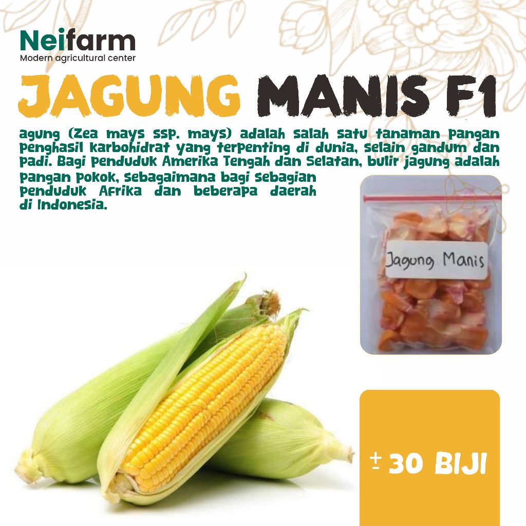 Benih jagung manis madu f1 ecer premiun Benih Bibit Jagung Manis Unggul.