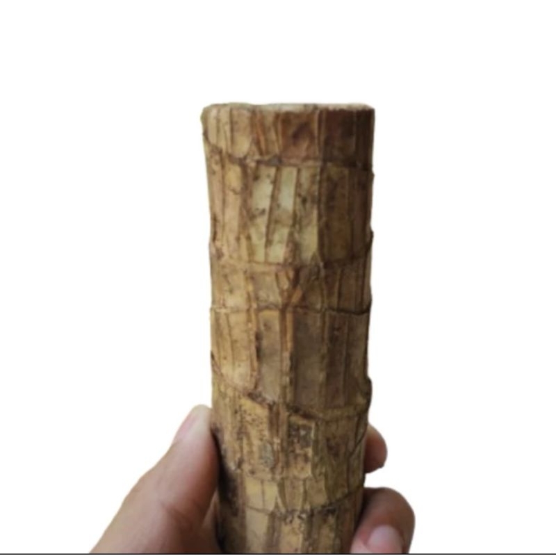 HANJUANG BONSAI BRAZILIAN WOOD HANJUANG ANDONG