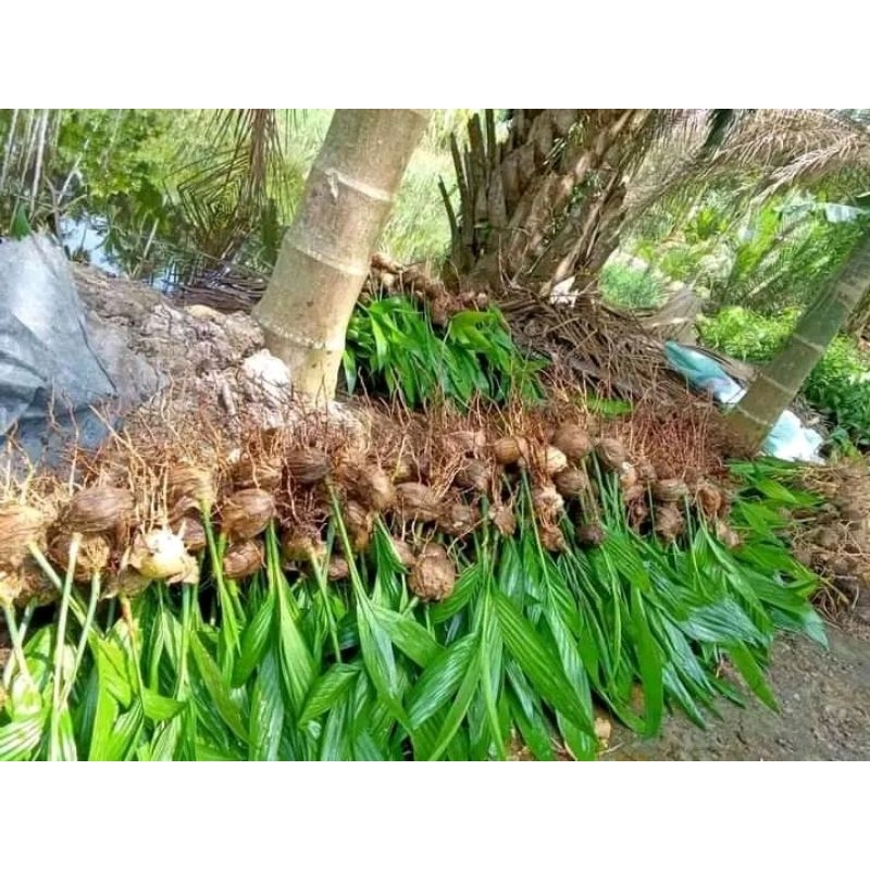 PROMO HEMAT 50 BIBIT PINANG BETARA UNGGUL SIAP TANAM