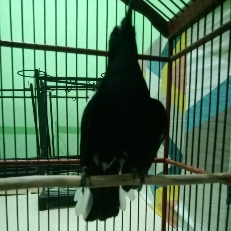 burung Kacer dada hitam gacor full set