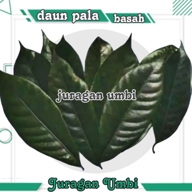 

daun pala segar 500 gram kualitas super