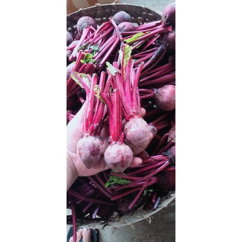 

buah bit beet root kecil 1kg