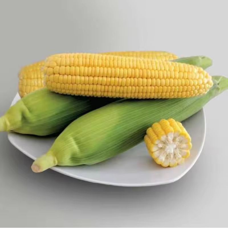 Bibit benih jagung manis kemasan 1kg