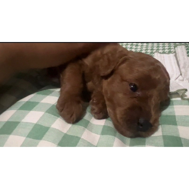 Anak Bayi Boneka Anjing Poodle